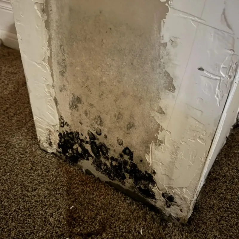 Professional Mold Removal in Starbuck, MN